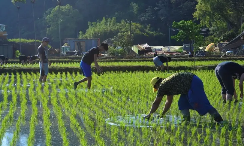 水稻種植