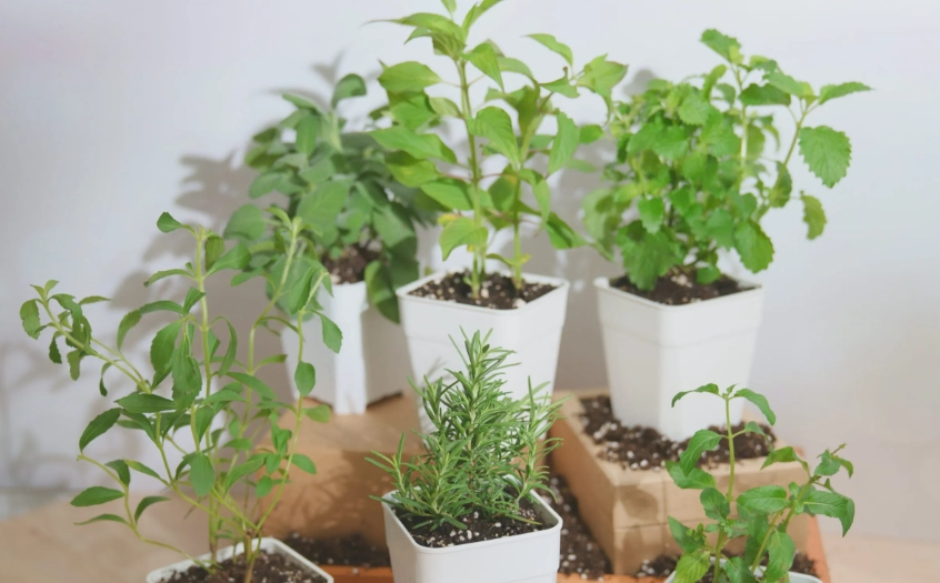 香草植物入門指南：從零開始打造你的療癒香草園