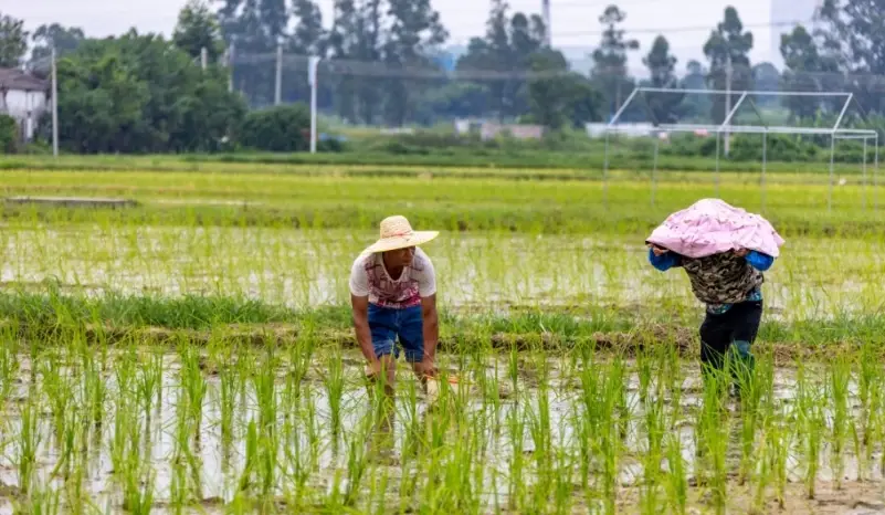 從秧苗到米飯：台灣種稻流程全攻略，新手也能變達人
