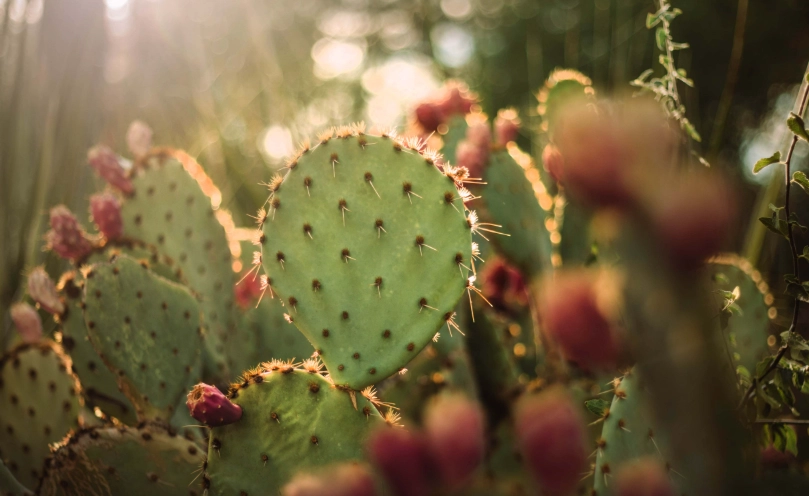 仙人掌萃取物 副作用