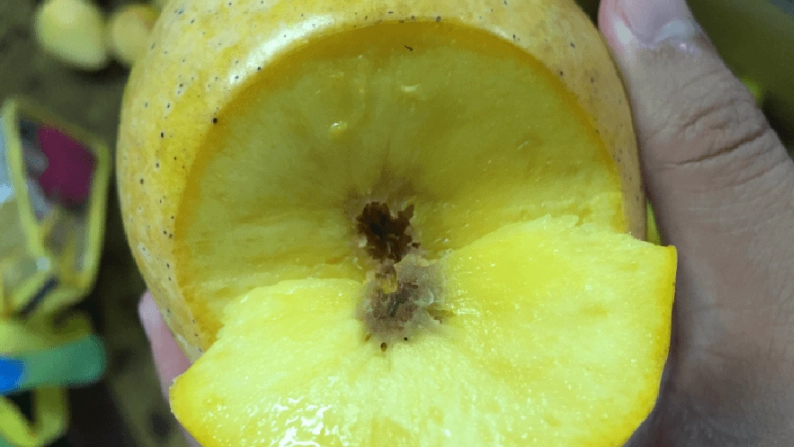 果樹缺鈣怎麼辦？從症狀到補救的完整指南