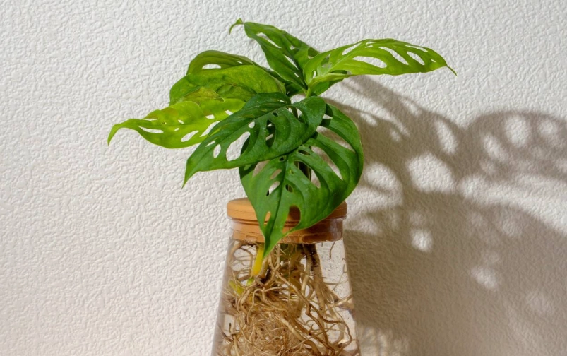 龜背芋水耕方法