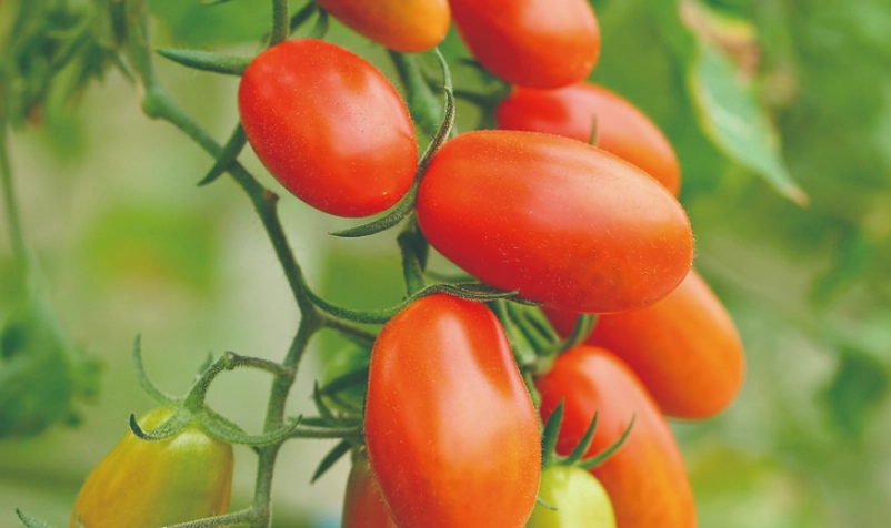 小番茄品種全攻略：從玉女到橙蜜，挑選與種植秘訣