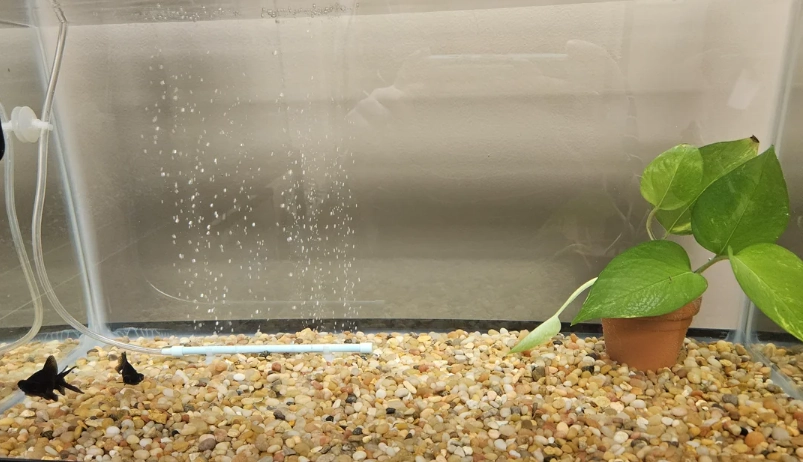 打造療癒水陸小宇宙：魚缸養植物完整指南，從新手到高手一次學會