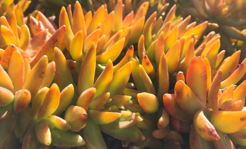 黃色多肉植物圖鑑：品種介紹、養護技巧與變色原因解析