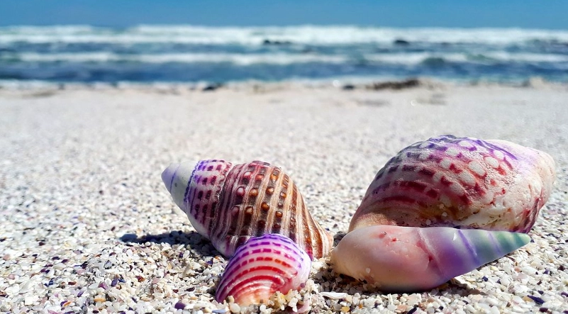 貝殼可以帶回台灣嗎？海關規定與實用指南全解析