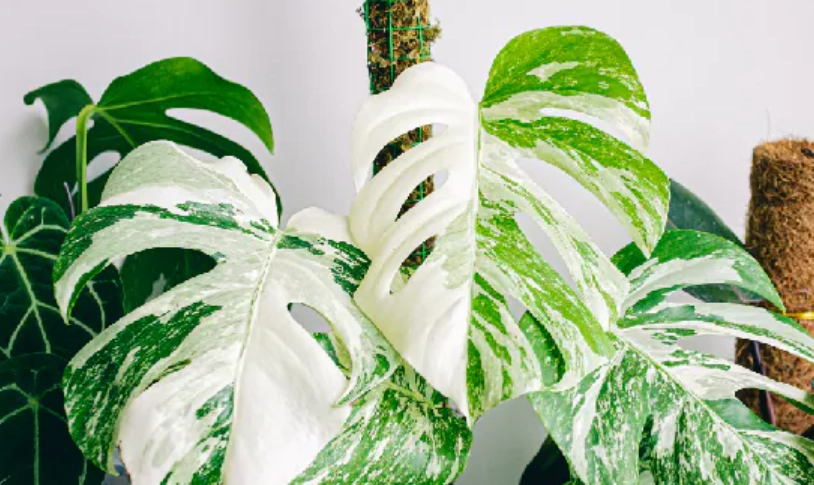 龜背竹養護方法