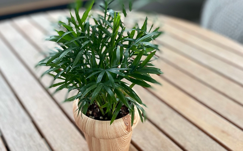 袖珍椰子換盆指南：黃金時機與步驟全解析