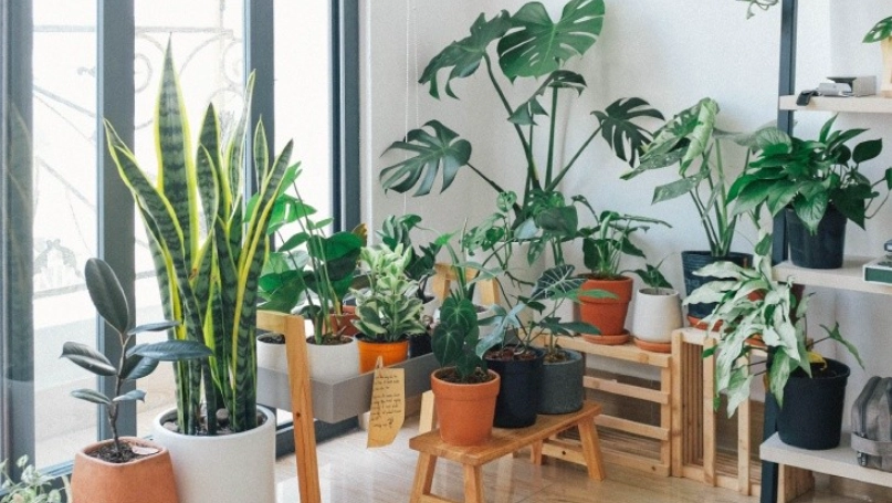室內植物照顧終極指南：從殺手變綠手指的實戰心法