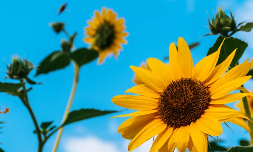 友情的花語：送對花讓友誼長存的終極指南