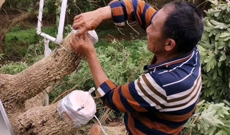 荔枝嫁接龍眼技術