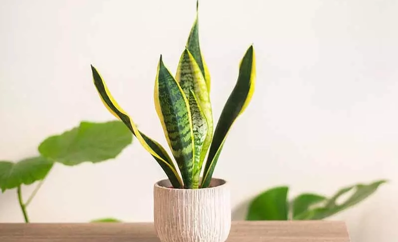 多水植物養護全攻略：告別爛根，打造你的室內綠洲