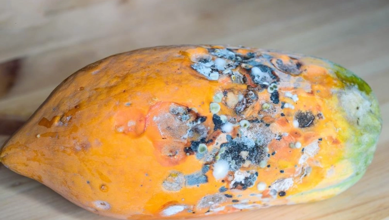 發霉食物廚餘怎麼辦？完整處理指南與堆肥實戰教學