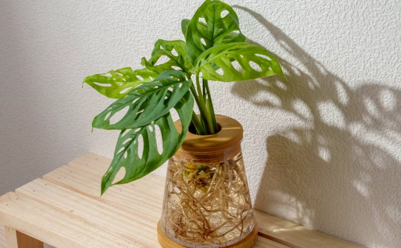 窗孔龜背芋水耕全指南：新手也能養出絕美天鵝絨葉片