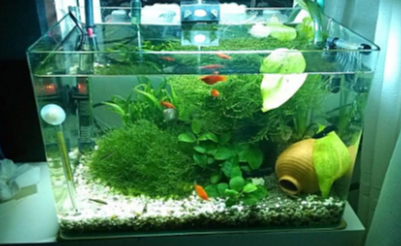 夢境解析 水族缸