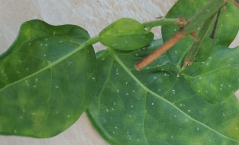 茉莉花葉子白點全解析：從診斷到根治，植栽愛好者必讀指南
