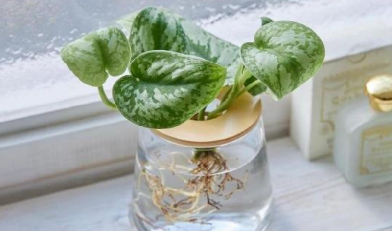 水耕盆栽推薦