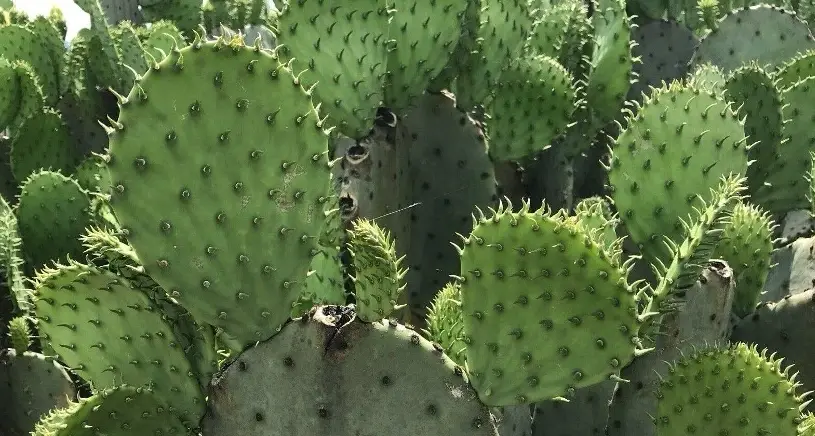 仙人掌萃取物真的能減肥嗎？完整解析效果、吃法與常見陷阱