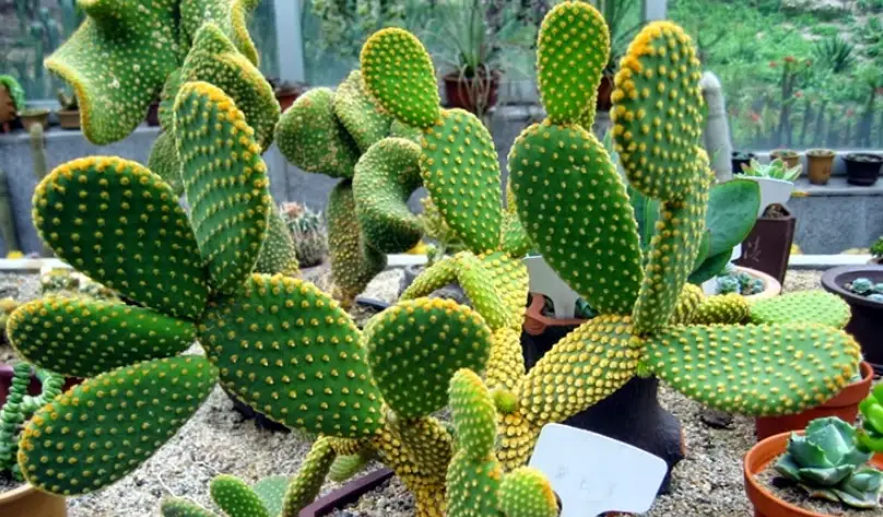 仙人掌萃取物 怎麼吃