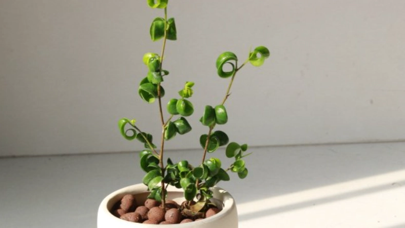 榕樹病蟲害防治