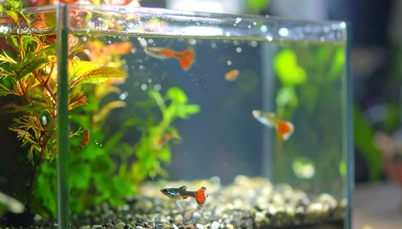 夢見水族缸 意思