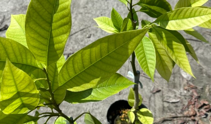 玉蘭花葉子煮水功效、做法與禁忌：資深植友的完整指南