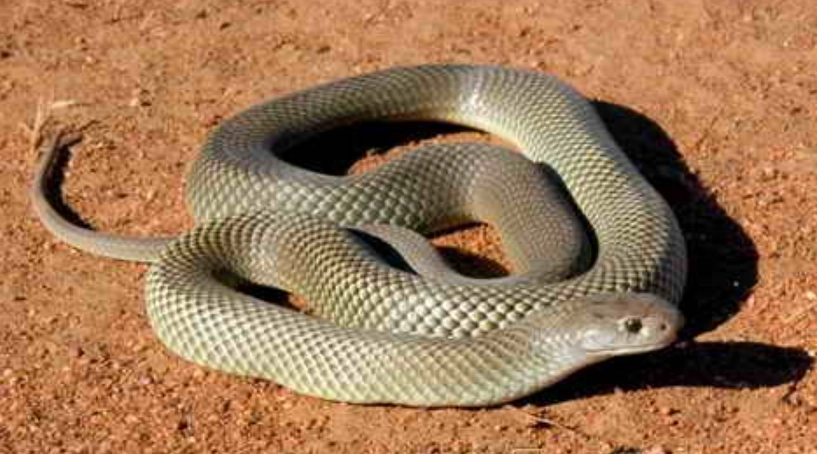 蛇夢境解析 蛇夢境解析