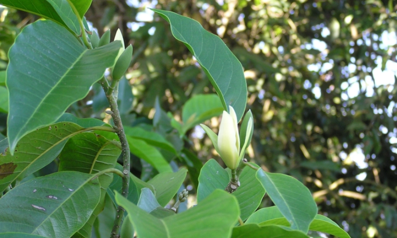 玉蘭花葉子煮水禁忌