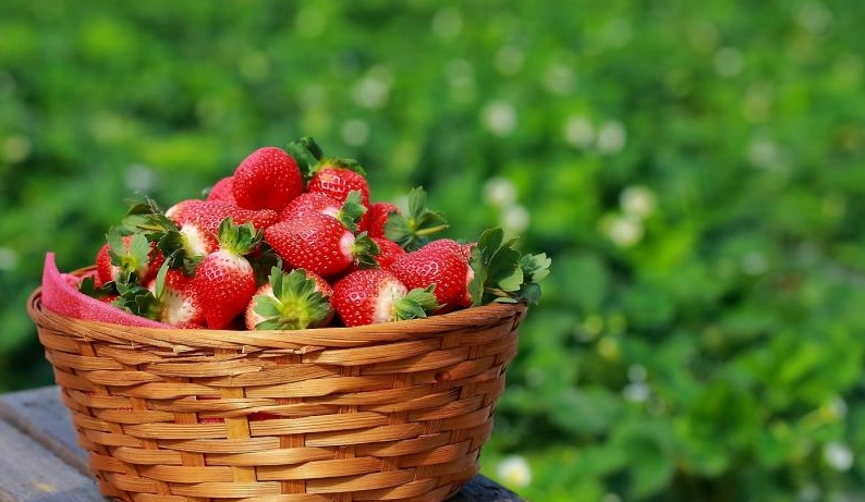 草莓怎麼挑