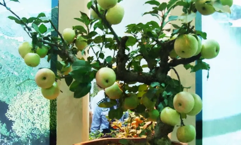 果樹矮化技巧全攻略：讓盆栽果樹豐收又省空間