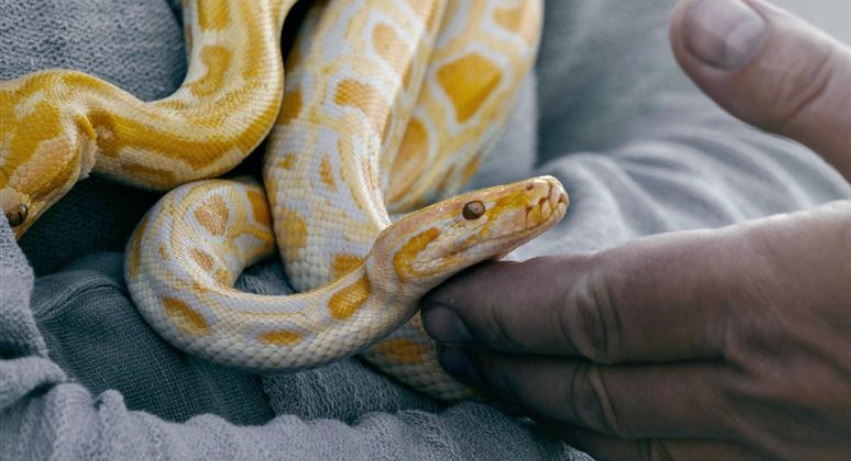 做夢夢到蛇 做夢夢到蛇