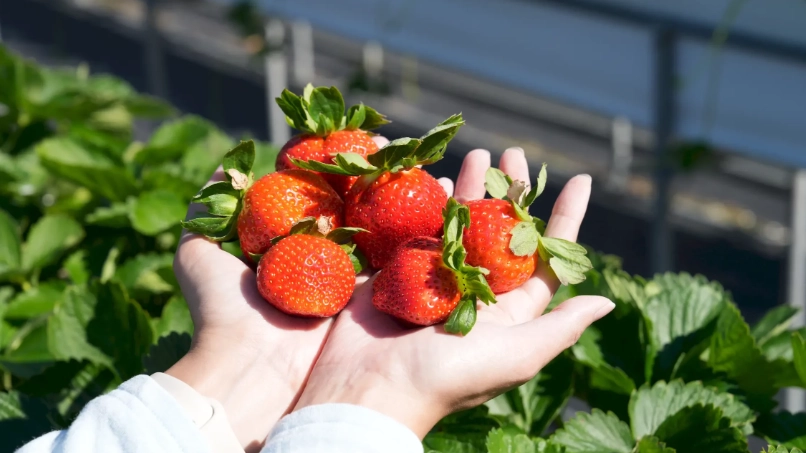 採草莓怎麼挑？內行人的10個挑選秘訣，從果園到市場一次搞懂