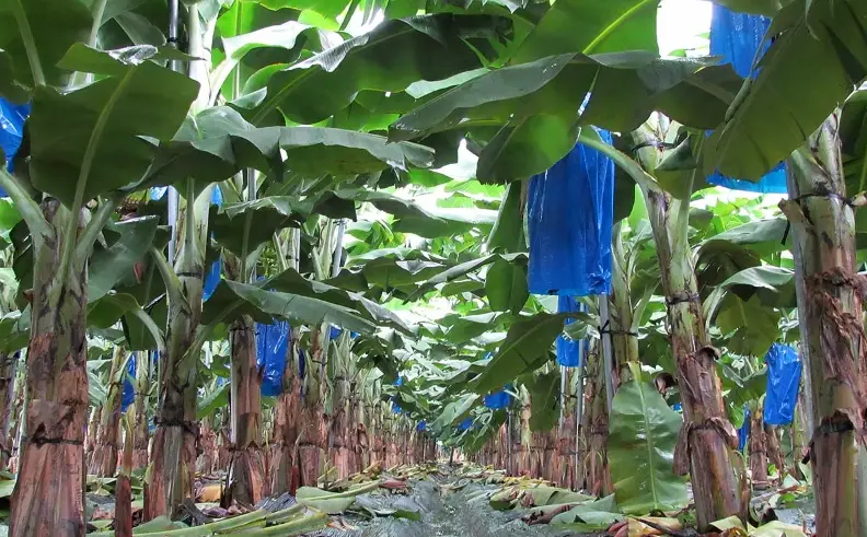 香蕉種植多久結果？從種苗到收成的完整時間指南與實務經驗