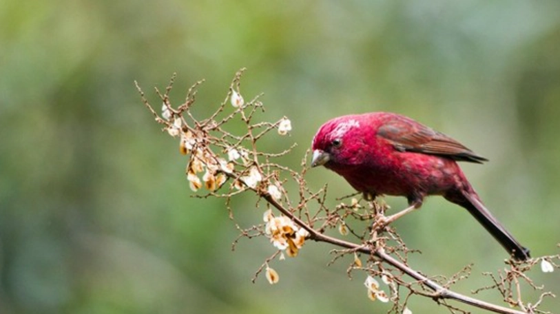 台灣賞鳥情報全攻略：從入門裝備到秘境路線一次掌握