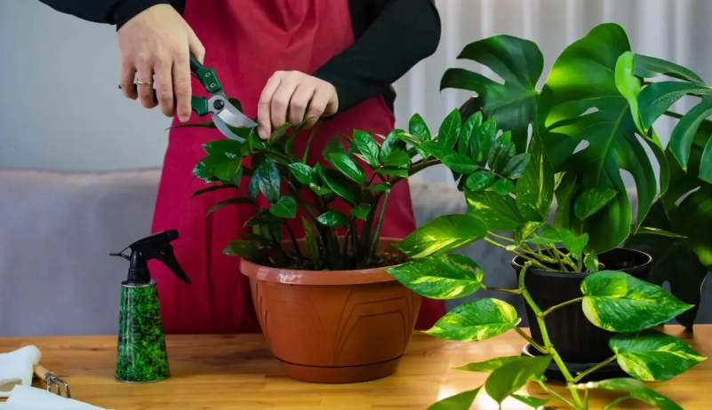 盆栽修剪指南：掌握技巧讓植物健康又美觀