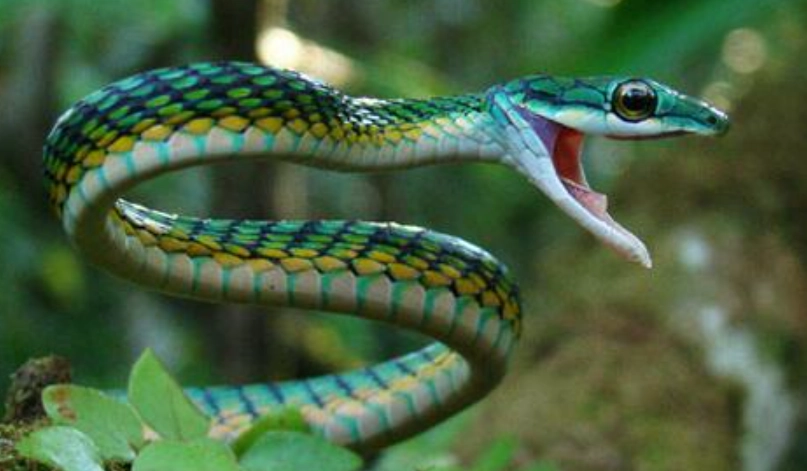 夢到蛇的意義 夢到蛇的意義