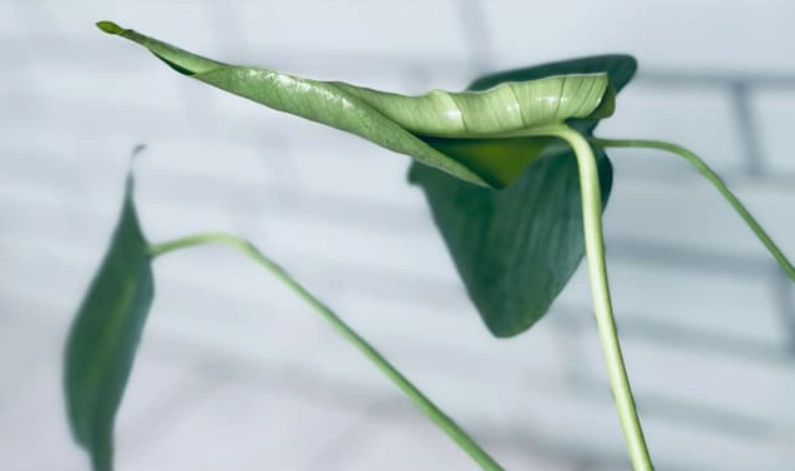 龜背芋葉子不裂