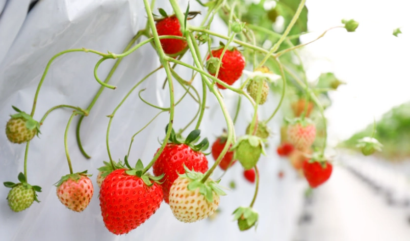 南部採草莓推薦｜高雄美濃、台南善化、屏東高樹三大產地實戰指南