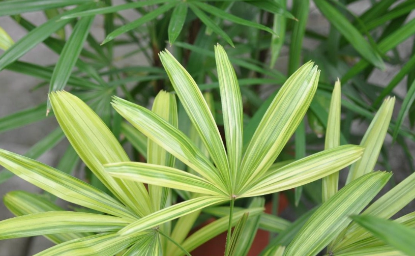 觀音棕竹修剪全攻略：時機、步驟與常見錯誤解析