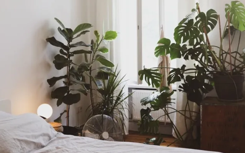 淨化空氣植物推薦