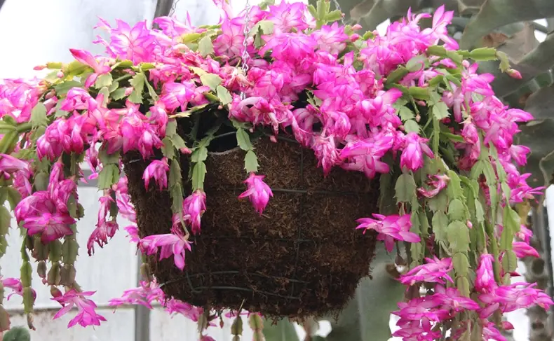 蟹爪蘭種植全攻略：從澆水到開花，一次解決所有養護難題