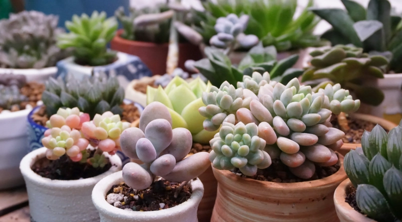多肉植物科屬全攻略：從景天科到百合科的挑選與養護心法