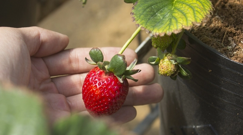 草莓挑選技巧