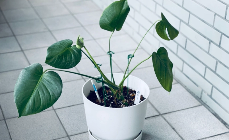 龜背芋不裂葉怎麼辦？專家解析原因與養護秘訣，讓葉子完美裂開