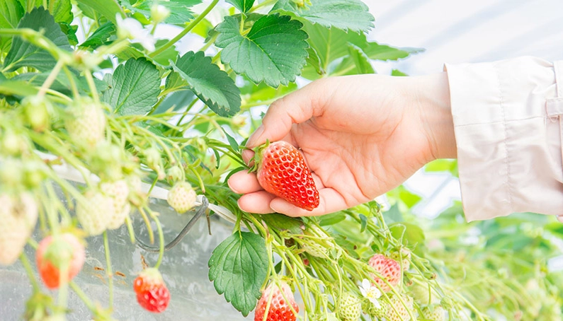 如何挑選草莓