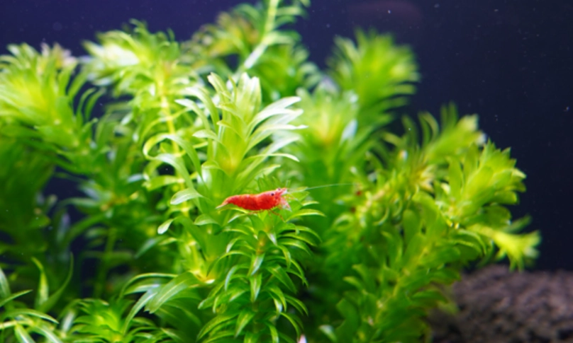 養水草新手入門指南：從零開始打造水下森林的5個關鍵步驟