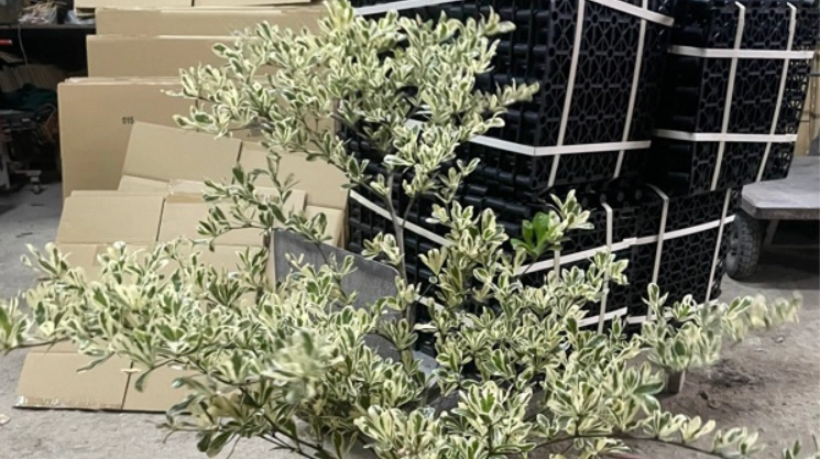 斑葉小葉欖仁 台灣