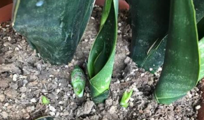 虎尾蘭用土推薦