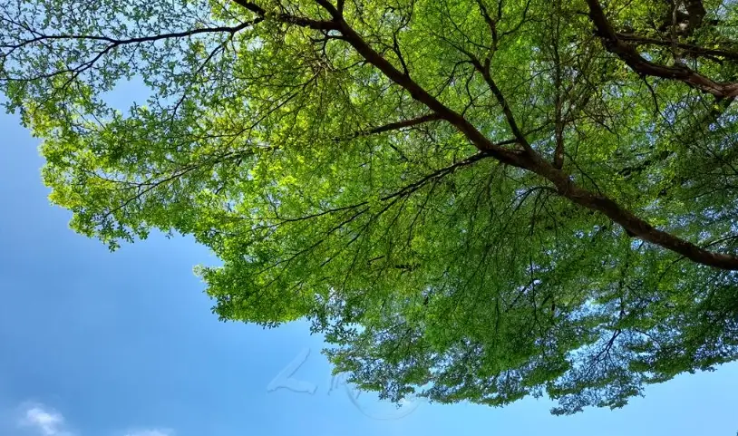 小葉欖仁危害全解析：種植前必知的三大風險與實用解決方案