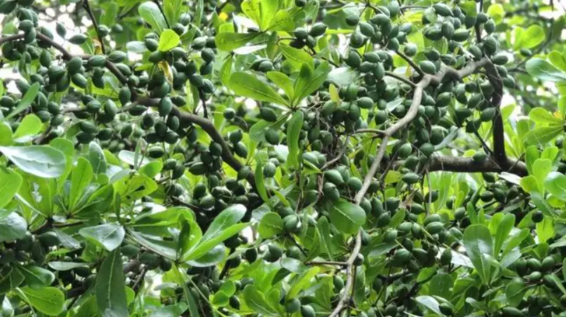 斑葉小葉欖仁 照顧